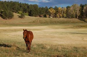 horse looking at me.jpg